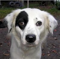 Carbon Fiber Fenders-whiteretrieverblackeyemixdog-20la0510f.jpg