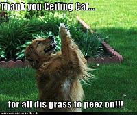 Just wanted to share my latest mod-funny-dog-pictures-dog-thanks-ceiling-cat-for-grass.jpg