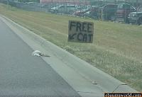 hit a fahking cat, need advice.-freecat.jpg