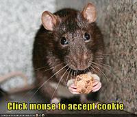 SGP Racing a Scammer?-funny-pictures-mouse-cookie.jpg