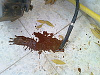 my compression test-dsc00549.jpg