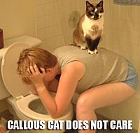 water in engine quick questions-callouscat.jpg