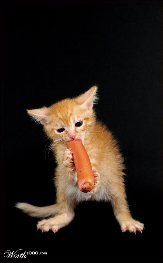 Name: cat.jpg
Views: 487
Size: 40.9 KB