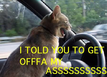 Name: driving_cat.jpg
Views: 430
Size: 33.9 KB