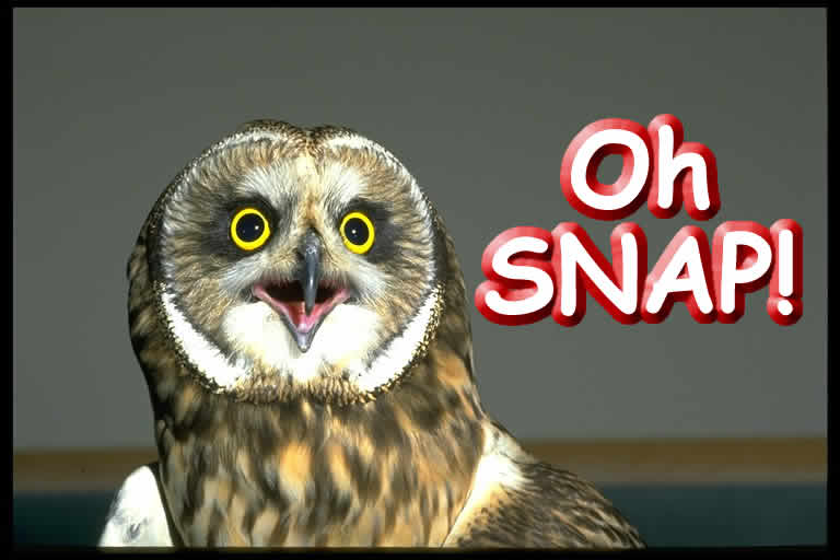Name: shorteared20owl2047102415bi.jpg
Views: 55
Size: 31.9 KB