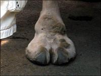 -camel-toe.jpg