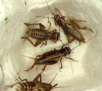 Name:  crickets.jpg
Views: 17
Size:  15.7 KB