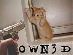 Dumb cat question-hi-flow-cat.jpg