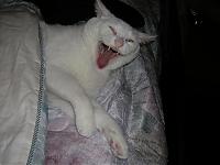 so...one of my mufflers almost fell off-dscn3527-1-.jpg