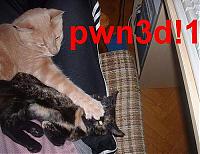 Test pipes-2076716423_b6a636222f.jpg