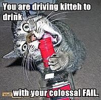 Torque guru-cat-drivingtodrinkfail-1-.jpg