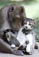 Has anyone monkied with their Cats yet?-monkey-cat.jpg