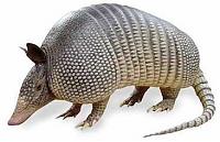 Potential damage ?-armadillo-2.jpg