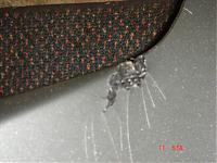 CF Bumper Repair-dsc00571.jpg