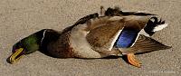 When I shut the car off it sounds like someone is murdering a duck-jr61052-dead-duck-fl.jpg