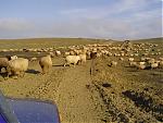 Random Pics..Your Z, other toys, kids, girlfriend, wife, your self....-sheepcrossing.jpg