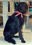 new female in my life...pics.-al612.jpg