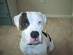 Random Pics..Your Z, other toys, kids, girlfriend, wife, your self....-sadie.jpg