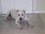 Random Pics..Your Z, other toys, kids, girlfriend, wife, your self....-petey.jpg