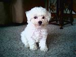 Random Pics..Your Z, other toys, kids, girlfriend, wife, your self....-sophie3.jpg