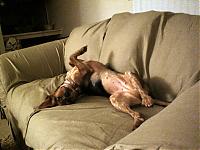 My Pups... That is all....-picture-194.jpg