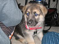 My Pups... That is all....-maddox-1.jpg