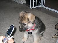 My Pups... That is all....-maddox-2.jpg