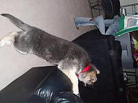 My Pups... That is all....-maddox-3.jpg