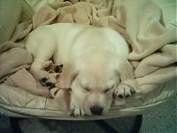 My Pups... That is all....-aslan4.jpg