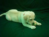 My Pups... That is all....-aslan-9w-4.jpg