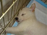 My Pups... That is all....-ryu02.jpg