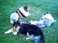 Random Pics..Your Z, other toys, kids, girlfriend, wife, your self....-collies-summer-groom-2006-00021.jpg