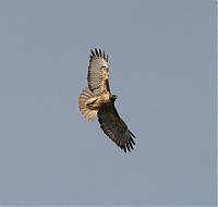 Random Pics..Your Z, other toys, kids, girlfriend, wife, your self....-birds-of-pray-059c.jpg