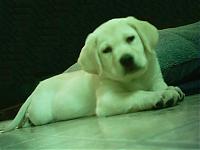 My Pups... That is all....-aslan-9w-fav.jpg