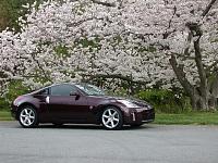 Brickyard and Cherry Blossoms...-smdscn0335.jpg