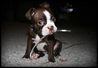 Random Pics..Your Z, other toys, kids, girlfriend, wife, your self....-brownie.jpg
