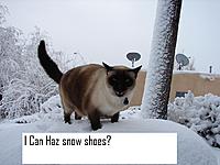 Random Pics..Your Z, other toys, kids, girlfriend, wife, your self....-snow-shoes.jpg
