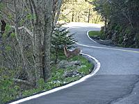 Ran the Dragon for the 1st time-img_4361-800x600-.jpg
