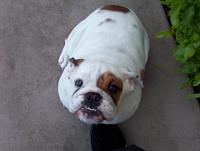 Random Pics..Your Z, other toys, kids, girlfriend, wife, your self....-lumpy26.jpg