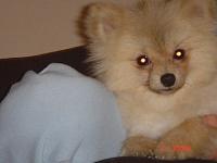 Random Pics..Your Z, other toys, kids, girlfriend, wife, your self....-gio.jpg