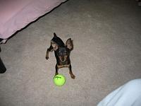 Random Pics..Your Z, other toys, kids, girlfriend, wife, your self....-tennis.jpg