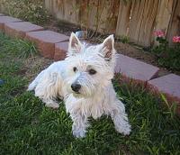 Random Pics..Your Z, other toys, kids, girlfriend, wife, your self....-chloe.jpg