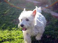 Random Pics..Your Z, other toys, kids, girlfriend, wife, your self....-joey-running.jpg
