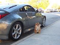 Random Pics..Your Z, other toys, kids, girlfriend, wife, your self....-postpic3.jpg