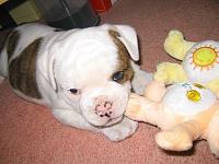 Random Pics..Your Z, other toys, kids, girlfriend, wife, your self....-duke.jpg