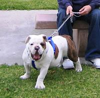 Random Pics..Your Z, other toys, kids, girlfriend, wife, your self....-duke2.jpg