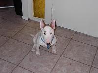 Random Pics..Your Z, other toys, kids, girlfriend, wife, your self....-charley-1.jpg
