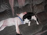 Random Pics..Your Z, other toys, kids, girlfriend, wife, your self....-charley-and-spike.jpg