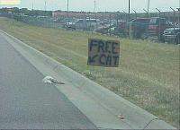 Random Pics..Your Z, other toys, kids, girlfriend, wife, your self....-free-cat.jpg