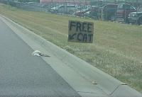 Random Pics..Your Z, other toys, kids, girlfriend, wife, your self....-freecat.jpg